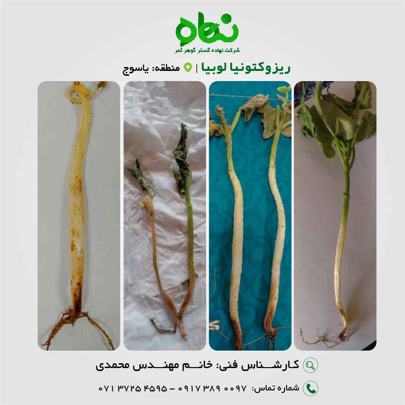 پوسیدگی ریشه و طوقه و مرگ گیاهچه لوبیا 